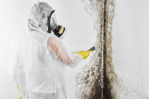 Best Mold Remediation  in Piermont, NY