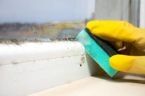 Best Commercial Mold Removal  in Piermont, NY