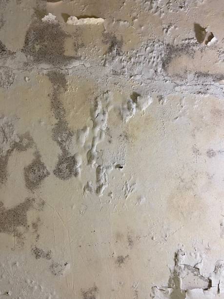 Best Crawl Space Mold Removal  in Piermont, NY