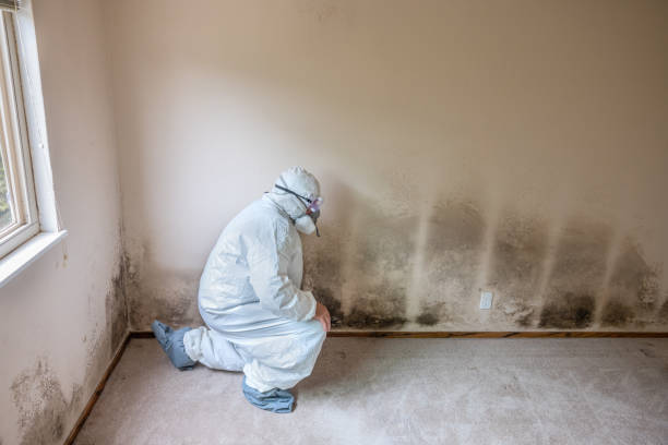 Mold Testing and Removal in Piermont, NY
