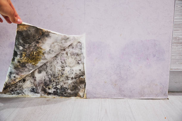Best Professional Mold Removal  in Piermont, NY
